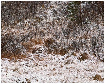 Find the hidden animal in this picture 17/18 | Puzzle Answer