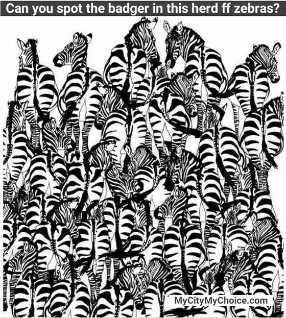 Can you spot the badger in this herd ff zebras?