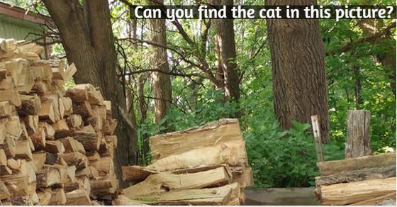 Can you find the cat in this picture?