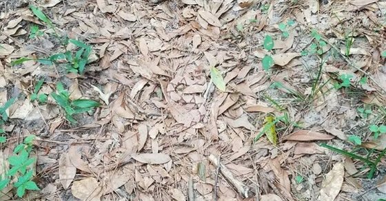 Can You Find Snake in this picture